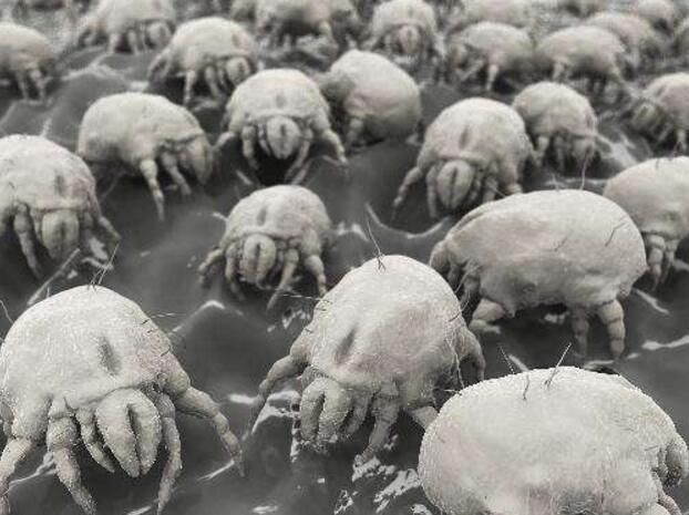 脸上螨虫“做巢”，会有4大表现，夏天除螨用3招，除粉刺消痘痘