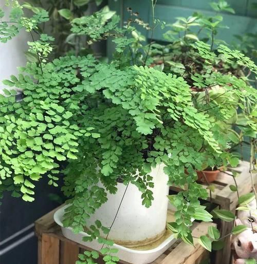  【家里】别养绿萝了，这20种耐阴花，养家里才气派！