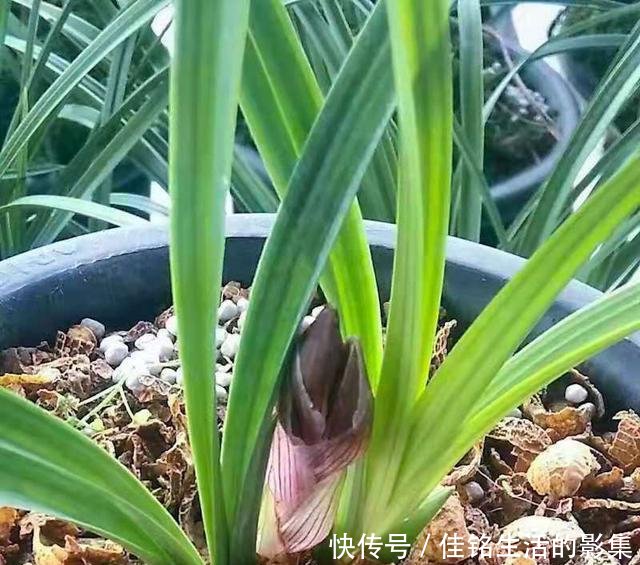  #芦头#怎样使用花生壳养兰花
