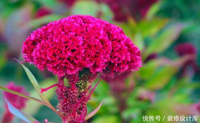 『绿萝』适合阳台养的3种花,清新优雅更艳丽,比绿萝还好养,四季能赏花
