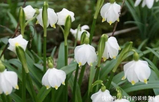  心灵|此花是雪中女神，花开洁白如雪高雅靓丽，让人感觉心灵的升华！