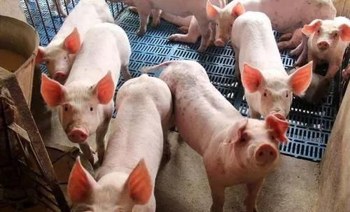  【养猪】不用盖猪舍也能养猪，快来看一下养猪大棚的建设方法吧