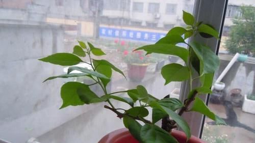  花钱|4种花太贵别买了,掐个枝就能活,能省不少买花钱!