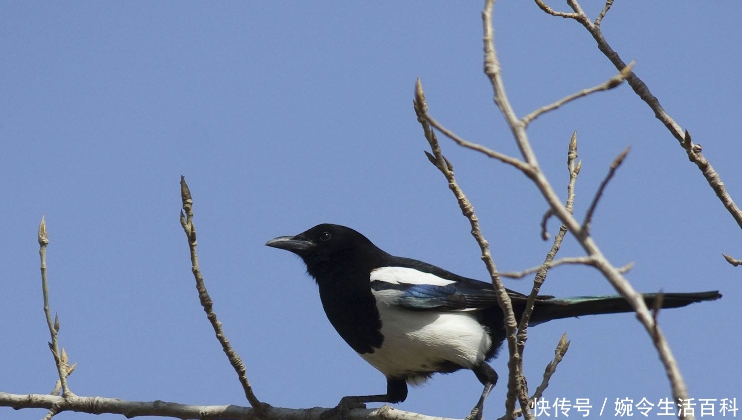 农村老人说“宅子现四喜，家中出能人”，具体是说哪“四喜”？
