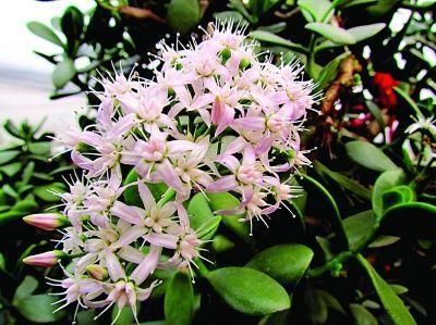  人都喜欢■养花高手，能把普通的植物“养开花”，比如虎皮兰、富贵竹、玉树