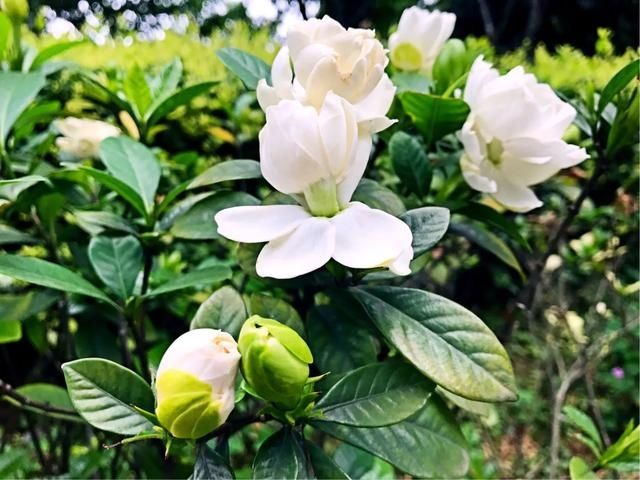 清香■洁白清香的栀子花
