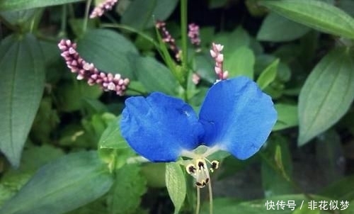 「值钱」此种“野草”不多见,被称为“鸭跖草”,珍贵、值钱,请勿忽视!