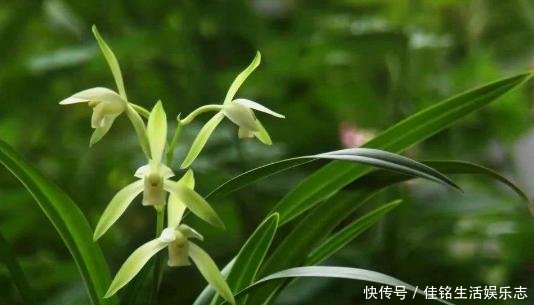  春兰和蕙：兰花鉴别｜春兰、蕙兰傻傻分不清，教您一招，轻松识别