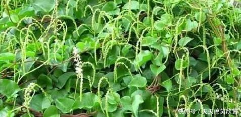 农村这种野草，过去农民用来喂猪，如今价值珍贵，晒干卖300一斤