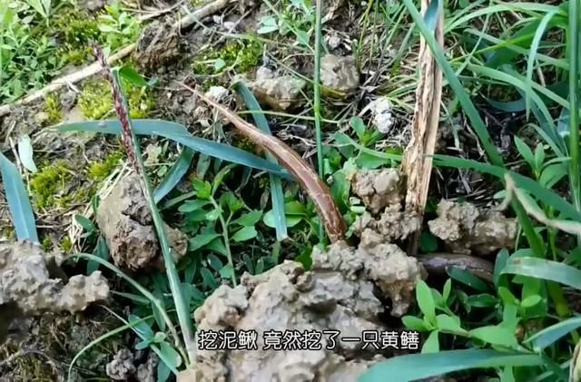 农村小哥到野外挖泥鳅，抓到一条“大货”直接放生，等长大再来