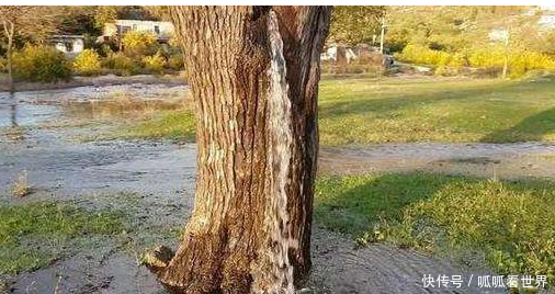 世界唯一会“吐水”的树? 外形像“喷泉”美丽, 几十年间水流不断