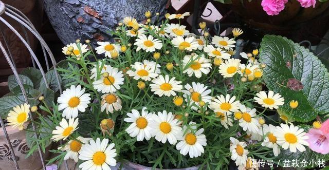  『漂亮』3种花高贵又好养，开花漂亮花量大，提高档次有面子，富人都爱养