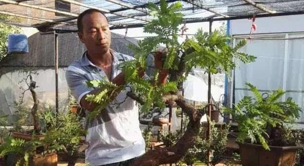 清香木盆景修剪很重要，学会这样剪几刀，造型才能更有创意