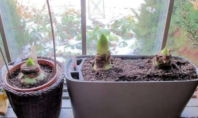  【夏季】朱顶红花败之后，运用这5个养护技巧，让来年开花数量变多