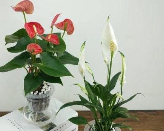 适合：阳台光照足适合花草生长? 别记错了, 这6种早搬屋里还有救