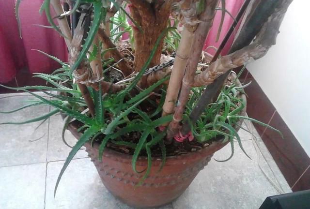 「旺盛」芦荟玉树不值钱,养成老树真霸气,玉树临风,群英荟萃,家门旺盛