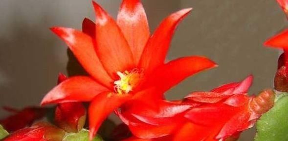  「蟹爪兰」喜欢菊花，就养盆“珍品名菊”淡粉千杯，似白色向日葵，清新典雅