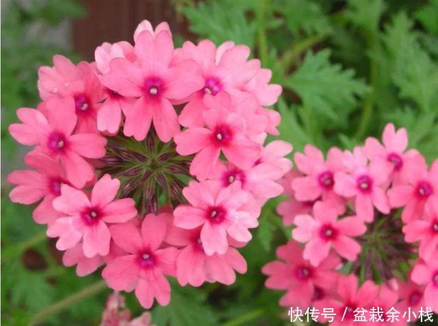 「家里」喜欢在家里养花,就选此3种,花色鲜艳香味十足,阳台养一盆真美