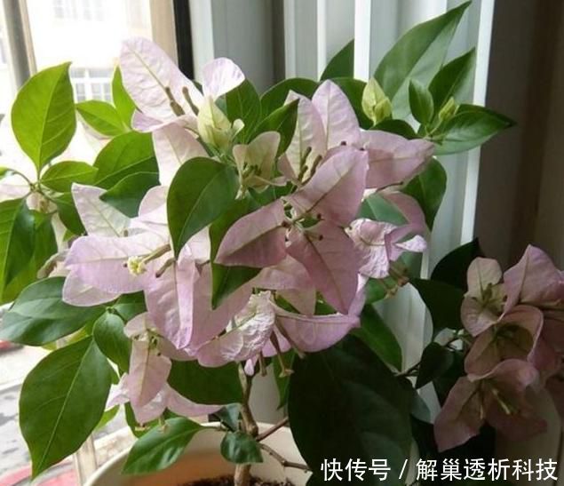 #三角梅#教你扦插三角梅的方法,简单有效,秒变大户