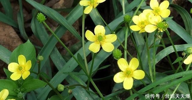 区别@4月发文:猫爪草和猫须草有什么区别?