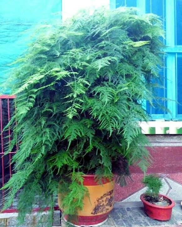  「花盆中」这些花一定要“穷养”，盆越小，越开花，大盆几天就烂根
