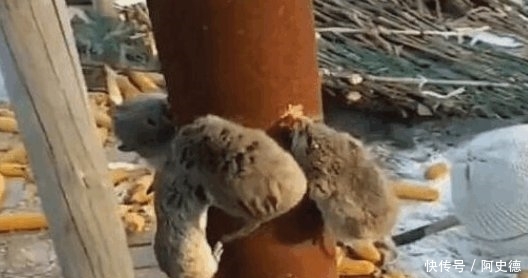 大爷收割的玉米总被老鼠偷吃，想出个办法，结果不淡定了