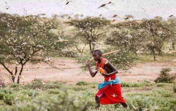  「我国」蝗灾已经到了印巴会不会蔓延到我国解决蝗灾有什么好办