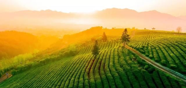  「攻略」2020年最强放假攻略！你准备什么时候来敬亭山？