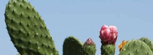  「浇水」仙人掌千手观音开花吗