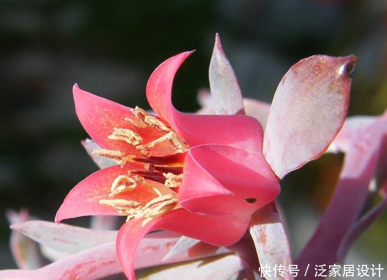 【养花】新手养花,不如养观赏精品:高砂之翁,钟形花朵,颜色多变