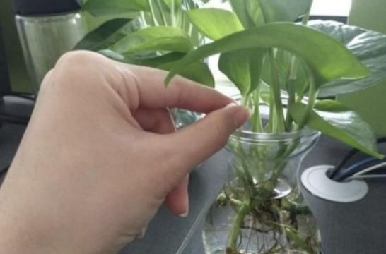  扦插■5种“生根水”，家家都有，不花1分钱，扦插花卉“7天”生白根