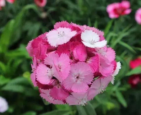  观赏价值：养花就养这几种，又香又杀菌！养几盆家人少生病！