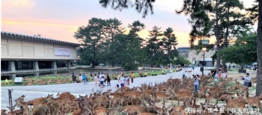 【鹿比人】鹿比人多因无人喂食, 奈良鹿涌入城区, 市民苦不堪言