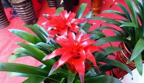  【位置】鸿运当头盆栽的叶子有点发黄，整体看上去也没什么活力，怎么办？