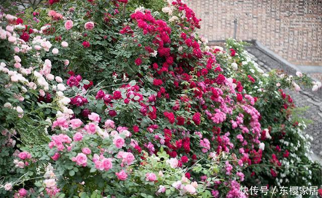 「只养」只养这1种花,就能打造绝美花园和阳台!月季品种和养护要点!