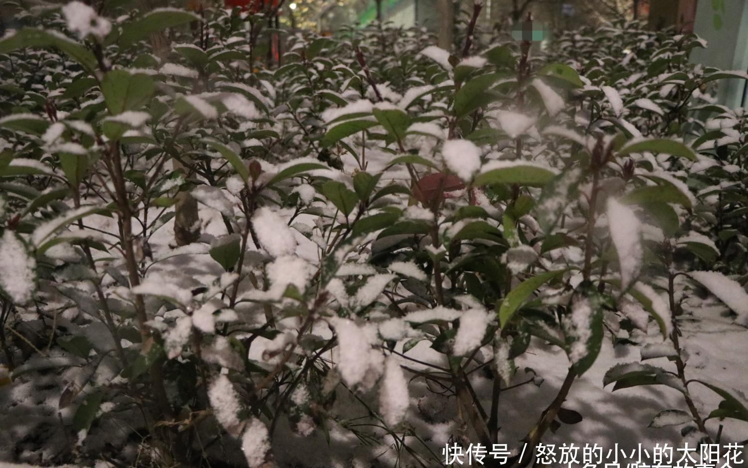 组图： 山东“雪窝子”烟台的夜间雪景, 看看是啥样