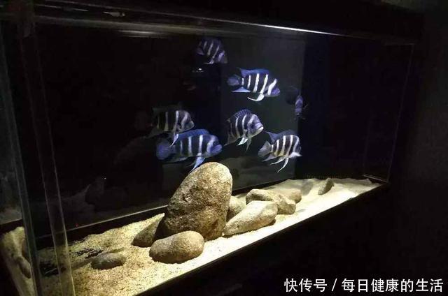 养鱼老道■纯自然方法饲养观赏鱼,过滤系统饲养观赏鱼,这两个方法哪个好