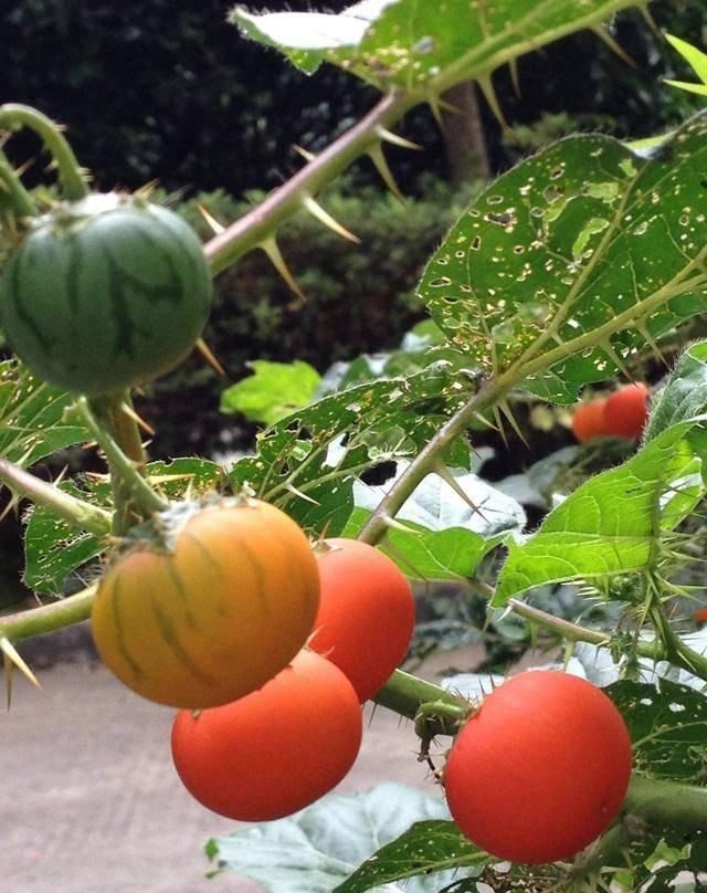  『果实』农村这种植物，果实像番茄，儿时只拿它当玩具，如今才知价值高