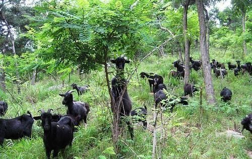  「致富经」王先生听着《致富经》养羊，已经四年了。 现在骑虎难