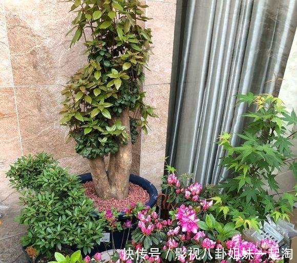 小院的杜鹃花开了，花园一角真漂亮，杜鹃花养护，分享一下
