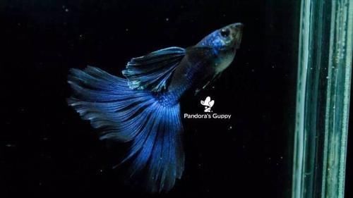  【均表现为】孔雀鱼太好繁殖啦，所以孔雀鱼的品种多到让你数不过来！