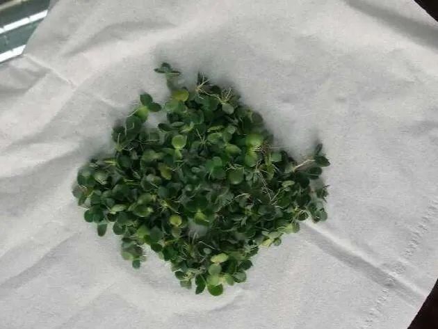  慎养■这花要慎养，每年砍掉3麻袋，照样蹭蹭长