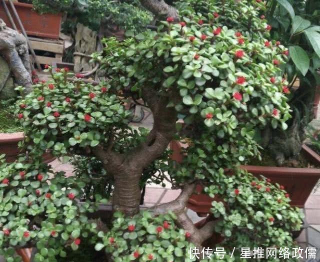 寓意■2种盆景树“名贵”,有“聚财树”的美誉,放阳台养护,寓意好!