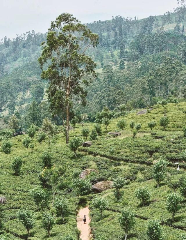 斯里兰卡 必做的十件事