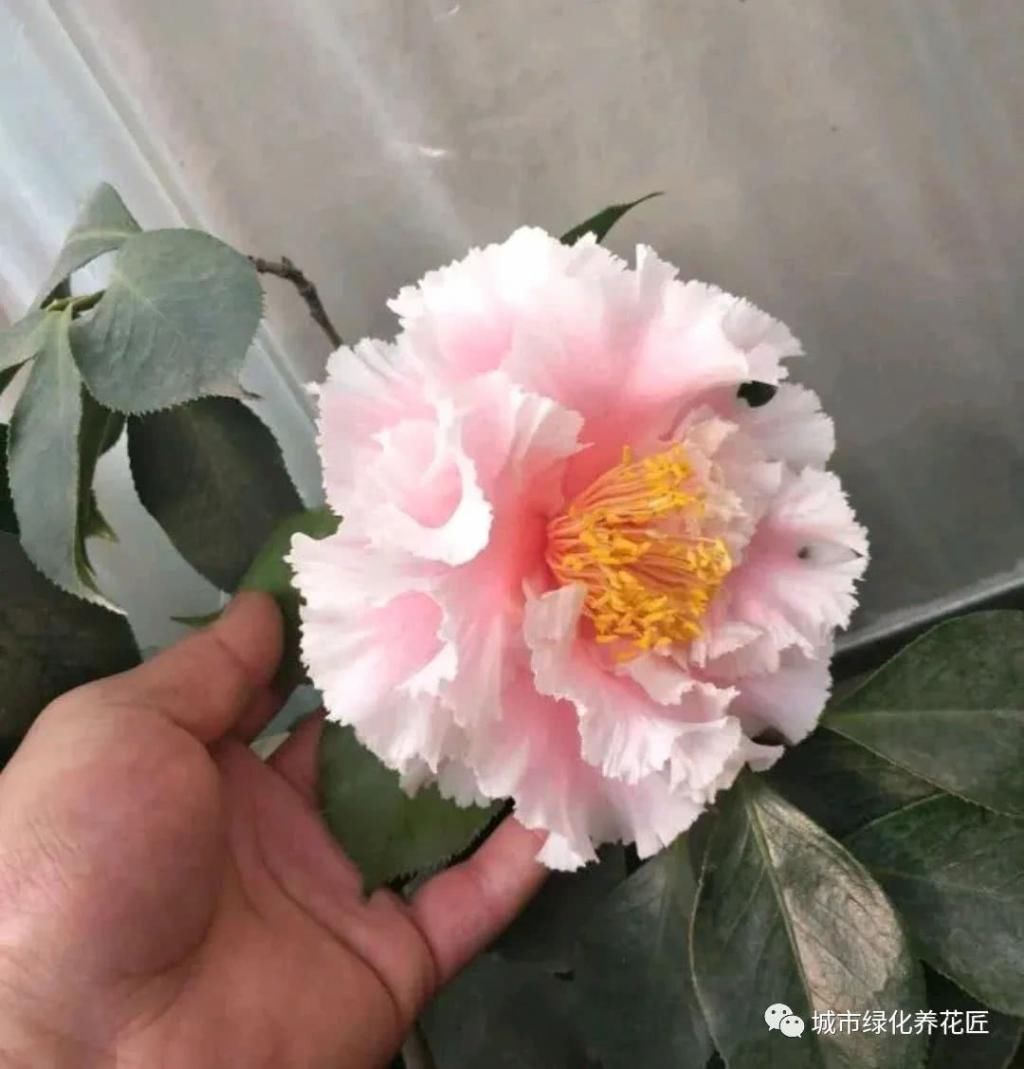  #技巧#茶花在新芽期怎么施肥，薄肥多次旺芽是关键，茶花安全施肥技巧