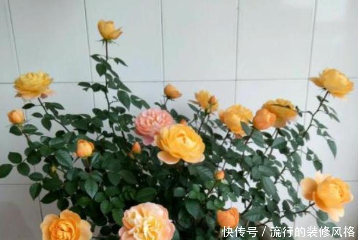  「植物」夏天就养4种植物，随便养一种，赏花赏一年，你养了吗？