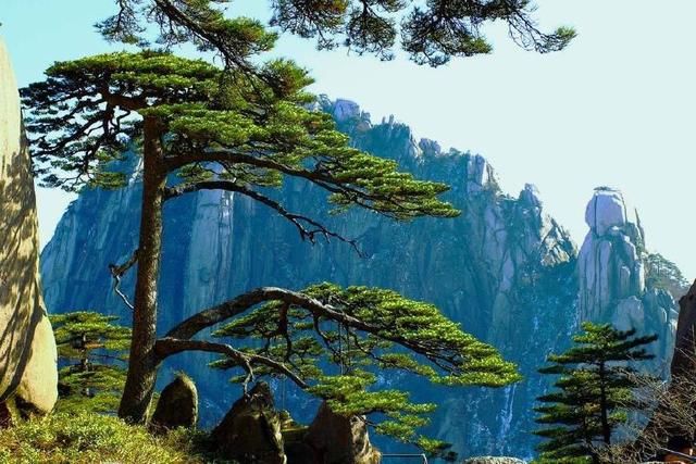 中国拥有国内之最和世界之最的两棵树，一颗在安徽，一颗在浙江