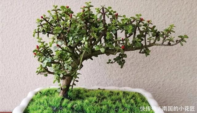  【花别买】养花技巧：遇到这6种花，白送都不要，轻则养残，重则养不活！