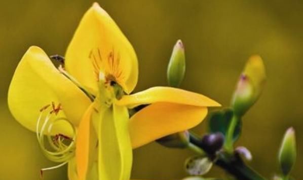 「贴梗海棠」这9种花原来可以吃?仙人掌可以吃,芦荟可以 “炒”?