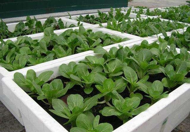  【特别】阳台种菜，有4个“关键”，做对了，种菜一大盆，收获特别多